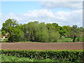 Field and woodland, Eglwys Cross