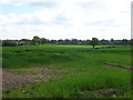 Crop field near Bank Farm