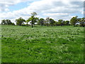 SJ4942 : Grassland near Kiln Green by JThomas