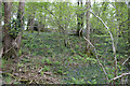 Bluebells at Oak Bank