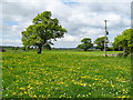 Grazing, Sunnyside Farm