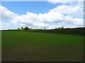 Crop field and hedgerow near Larkton House