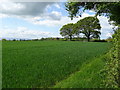 SJ4952 : Crop field near Duckington by JThomas