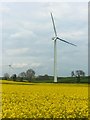 Wind turbine in a field of oilseed rape