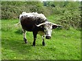 SO7739 : Longhorn cow by Philip Halling