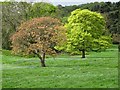 Spring trees