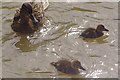 Mallard duck and chicks - Oxford Canal