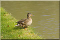 Mallard duck, Oxford Canal