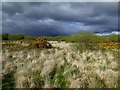 Heathland, Crowan