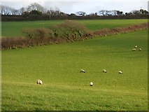  : Pasture, St Columb Major by Andrew Smith