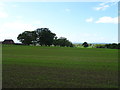 Crop field, Clutton