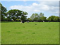 Cattle off Mill Lane