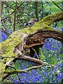 Jay on a mossy log