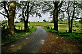 Trees along Spring Road