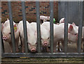 Piglets in Home Farm, Temple Newsam