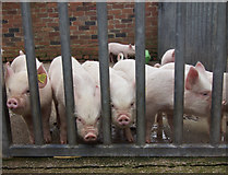 SE3532 : Piglets in Home Farm, Temple Newsam by Paul Harrop