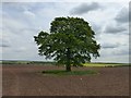 SK5173 : Solitary tree in a ploughed field by Graham Hogg