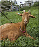 SE3532 : Goat at Temple Newsam by Paul Harrop