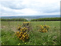 View from part of the Kerry Ridgeway / Ffordd Las Ceri near Kerry Pole