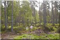 Pine forest, Strath Garve