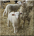 Home Farm lambs, Temple Newsam