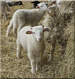 SE3532 : Home Farm lambs, Temple Newsam by Paul Harrop