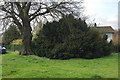 Yew tree, former Ridgeway School site, Montague Road, Warwick