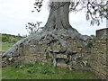 Tree enveloping a wall at Bayham Old Abbey