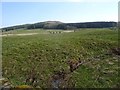 Rough grazing, Clonehead