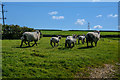 North Devon : Grassy Field & Sheep