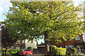 Tree on Rugby Road, Binley Woods