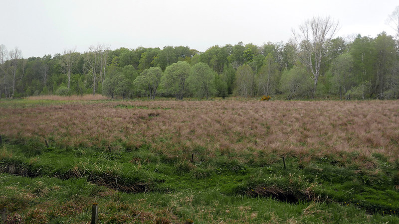 Rough grassland near Woodend © John Lucas :: Geograph Britain and Ireland