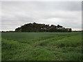 Small plantation near Angram Farm