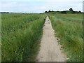 TM4873 : Suffolk Coast Path towards Dingle Little Hill by Mat Fascione
