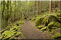 Mossy Rocks in Trevor Hall Wood