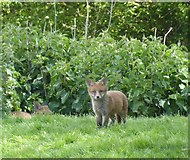 TQ9321 : Fox Cub near Salts Farm, East Guldeford by Simon Carey