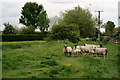 Sheep Near Hythe