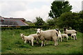 Sheep Near Hythe