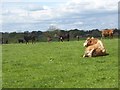 Field of cattle near Newbiggin Farm