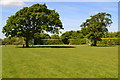 Two trees at northeast corner of Hordle recreation ground