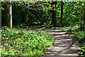 Path in the woods at Steamer Point