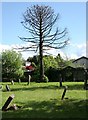 Dead monkey puzzle tree