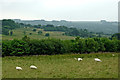 Rough pasture near Llanfair Clydogau in Ceredigion