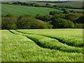 Farmland, St Columb Major