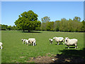 Sheep and lambs near Newhouse Farm