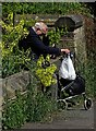 Old timer taking a break in Honley