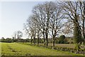 Trees by a field near Pen Rhos