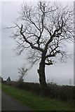 TL1191 : Tree by Bullock Road west of Morborne by David Howard