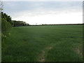 Wheatfield near Branston