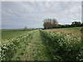 Bridleway alongside the Car Dyke